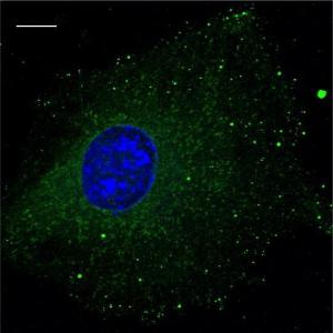 Anti-RAB5A antibody