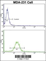 Anti-EMD Rabbit Polyclonal Antibody