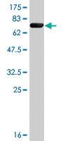 Anti-FRS2 Mouse Polyclonal Antibody