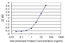 Anti-STX1A Polyclonal Antibody Pair