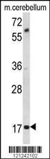 Anti-MOBP Rabbit Polyclonal Antibody (APC (Allophycocyanin))