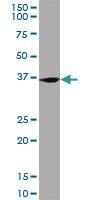 Anti-FZR1 Mouse monoclonal antibody unconjugated [clone: 4C4]