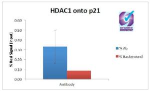 ChIP of 2 µg Anti-Hdac1 Antibody (A82481) with MCF7 chromatin using the Chromatrap® spin column sonication kit (Protein G) measuring H3 enrichment onto the p21 locus