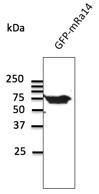 Anti-RAB14 Antibody at a 1:500 dilution. Lysate at 50 µg and rabbit anti-goat IgG antibody (HRP) at a 1:10000 dilution