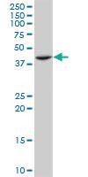 Anti-ST3GAL4 Mouse Monoclonal Antibody [clone: 1F4]