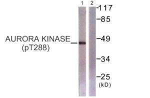 Western blot analysis of lysates from 293 cells treated with serum 20% 15' using Anti-Aurora Kinase (phospho Thr288) Antibody. The right hand lane represents a negative control, where the antibody is blocked by the immunising peptide.