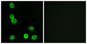 Antibody anti-GPR63 100 µg