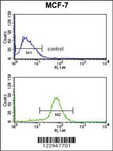 Anti-CNOT4 Rabbit Polyclonal Antibody