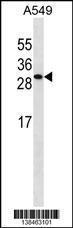 Anti-ISOC2 Rabbit Polyclonal Antibody (HRP (Horseradish Peroxidase))