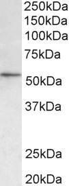 Anti-Hdac1 Antibody (A82481) (0.3 µg/ml) staining of NIH3T3 lysate (35 µg protein in RIPA buffer). Primary incubation was 1 hour. Detected by chemiluminescence