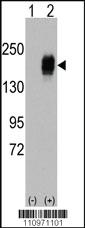 Anti-TRAF3 Rabbit Polyclonal Antibody