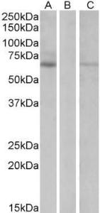 Antibody anti-MKRN1 A82482-100 100 µg