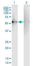 Anti-RGS7 Mouse Polyclonal Antibody