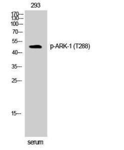 Western blot analysis of 293 cells using Anti-Aurora Kinase (phospho Thr288) Antibody