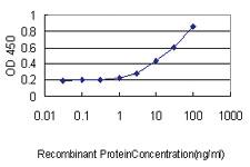 Anti-UBE2M Mouse Monoclonal Antibody [clone: 3C4]