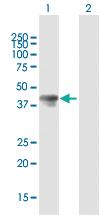 Anti-TAL1 Mouse Polyclonal Antibody