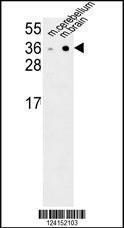 Anti-NXPH1 Rabbit Polyclonal Antibody (AP (Alkaline Phosphatase))