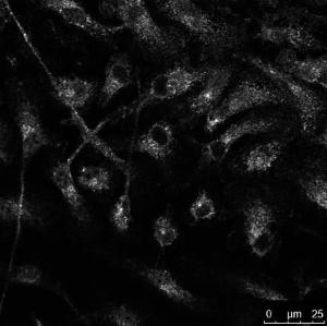 Macrophages stained with Anti-RAB14 Antibody at a 1:50 dilution