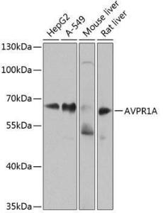 Western blot analysis of extracts of various cell lines, using Anti-AVPR1A / V1aR Antibody (A10419) at 1:1,000 dilution. The secondary antibody was Goat Anti-Rabbit IgG H&L Antibody (HRP) at 1:10,000 dilution.