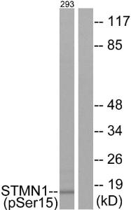 Western blot analysis of lysates from 293 cells using Anti-Stathmin 1 (phospho Ser15) Antibody. The right hand lane represents a negative control, where the antibody is blocked by the immunising peptide