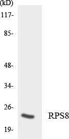 Antibody anti-RPS8 A97922-100 100 µg