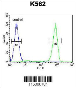 Anti-OC90 Rabbit Polyclonal Antibody (FITC (Fluorescein Isothiocyanate))