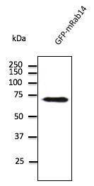 Anti-RAB14 Antibody at a 1:500 dilution. Lysate at 50 µg and rabbit anti-goat IgG Antibody (HRP) at a 1:10000 dilution