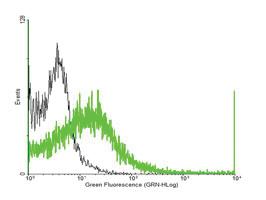 Anti-RGS7 Mouse Polyclonal Antibody