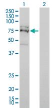 Anti-FXR1 Mouse Monoclonal Antibody [clone: 2G11]