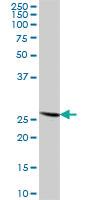 Anti-RPL14 Mouse Polyclonal Antibody