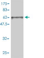 Anti-FRS2 Mouse Monoclonal Antibody [clone: 1F7-1D6]