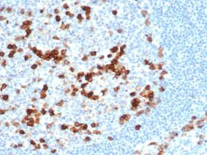 Anti-CD38 Rabbit Recombinant Antibody [clone: CD38/6448R]