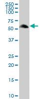 Anti-RGS7 Mouse Polyclonal Antibody