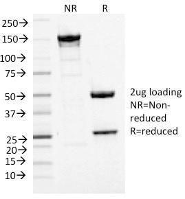 Antibody anti-MCM7 MCM71468 100 µg