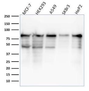 Antibody anti-MCM7 MCM71468 100 µg