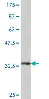 Anti-RPL32 Mouse Polyclonal Antibody