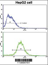 Anti-ALDH1A1 Rabbit Polyclonal Antibody