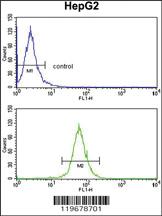 Anti-FSCN3 Rabbit Polyclonal Antibody