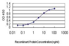 Anti-FXR1 Mouse Monoclonal Antibody [clone: 2G11]