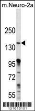 Anti-MAP3K15 Rabbit Polyclonal Antibody (FITC (Fluorescein Isothiocyanate))