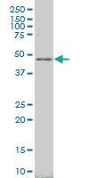 Anti-LHX4 Mouse Monoclonal Antibody [clone: 3B4]