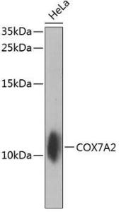 Western blot analysis of extracts of HeLa cells, using Anti-COX7A2 Antibody (A10421) at 1:1000 dilution