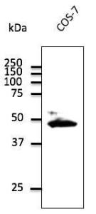 Endogenous CX43 detected with Anti-CX43 Antibody at a 1:1,000 dilution. Lysate at 100 µg and rabbit anti-goat IgG antibody (HRP) at a 1:10,000 dilution