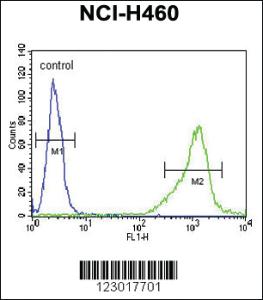 Anti-ALDH1A1 Rabbit Polyclonal Antibody