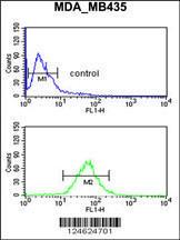 Anti-GNRH2 Rabbit Polyclonal Antibody (FITC (Fluorescein Isothiocyanate))