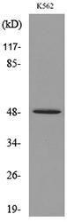 Western blot analysis of lysate from K562 cells using Anti-SERPINA4 Antibody