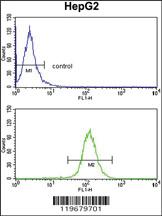 Anti-ABCG1 Rabbit Polyclonal Antibody