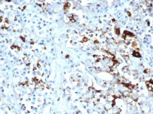 Antibody A278639-100 100 µg