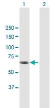 Anti-RGS12 Mouse Polyclonal Antibody