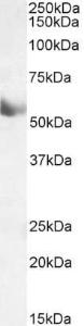 Anti-cyp1a1 Antibody (A82490) (0.1µg/ml) staining of Human Lung lysate (35µg protein in RIPA buffer). Detected by chemiluminescence.